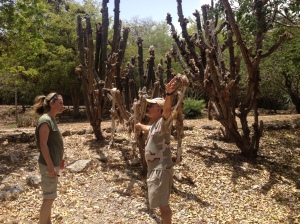 A volunteer in the park explaining to Michelle why all the cacti are being attacked by a woolly aphid in the forest!